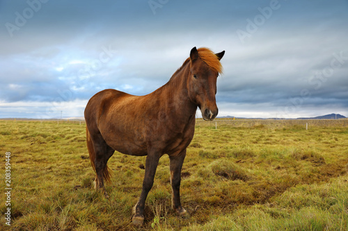 Beautiful Icelandic horse grazing in the field © Alexey Kuznetsov