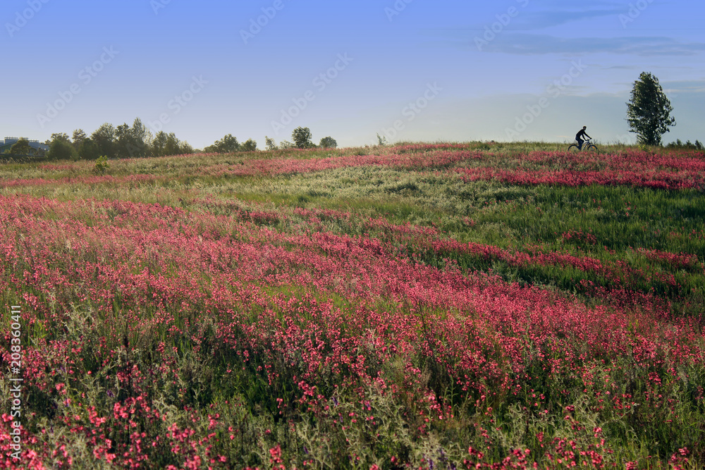 Bicyclist among a field of bright pink flowers. Spring and sport background Bicyclist among a field of bright pink flowers. Spring and sport background