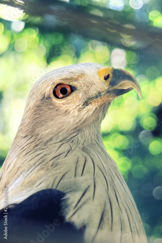 Eagle Head of Bondol photo