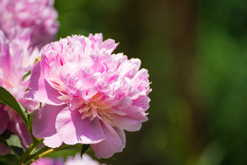 Papier peint photo Pivoines Pivoine épanouie en milieu naturel  © JuliaNaether