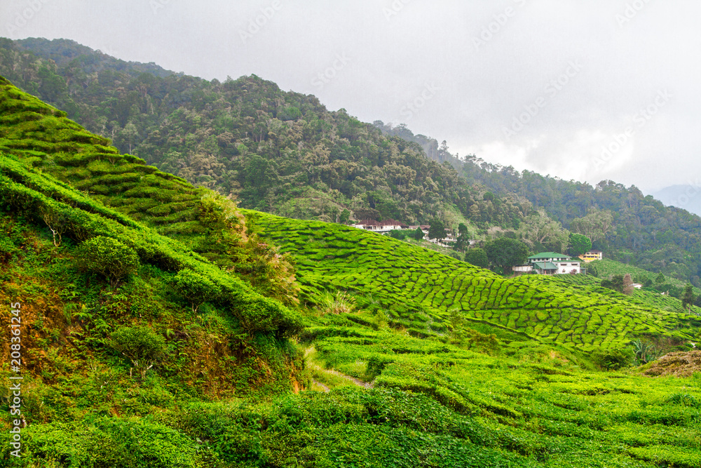 Fototapeta premium Tea plantations, Cameron Highlands, Pahang, Malaysia