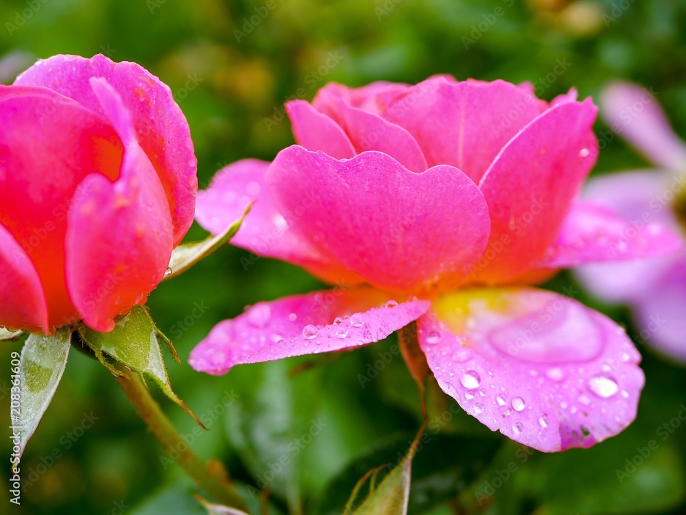 Obraz premium pink rose flower