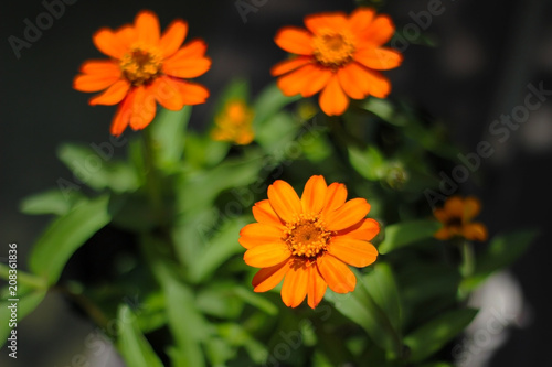                                        Orange zinnia