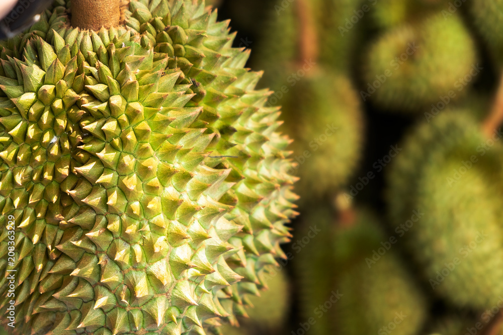 Group of High Quality Beautiful Durian Ripe in the Market. Group of High Quality Beautiful Durian Ripe in the Market.