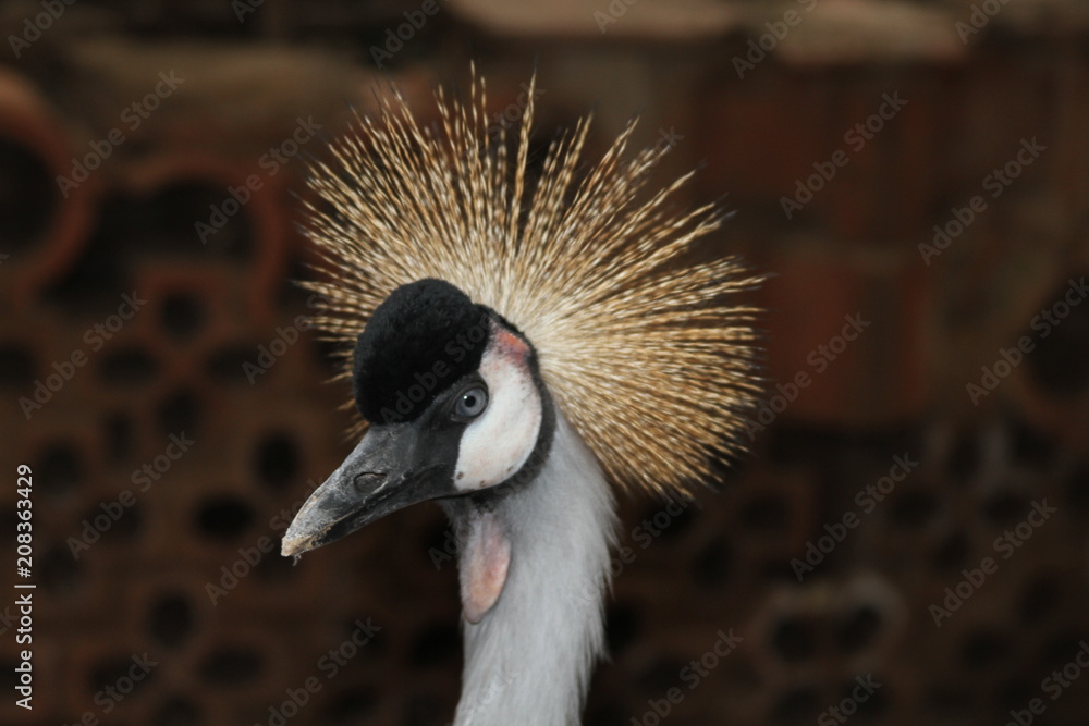 Fototapeta premium Crane