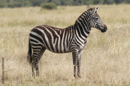Zebra