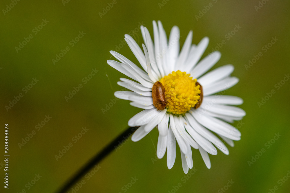 Small beetles resting on a daisy flower head Small beetles resting on a daisy flower head