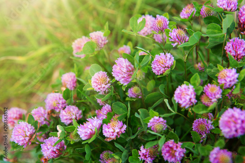 Pink clover flowers in the sunny summer day.