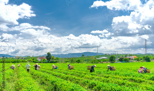 Da Lat, Vietnam - May 11, 2018: Group farmers in labor costume, conical hats harvesting tea in the morning. This is a form collective labor, reflecting culture in highlands Da Lat, Vietnam © huythoai