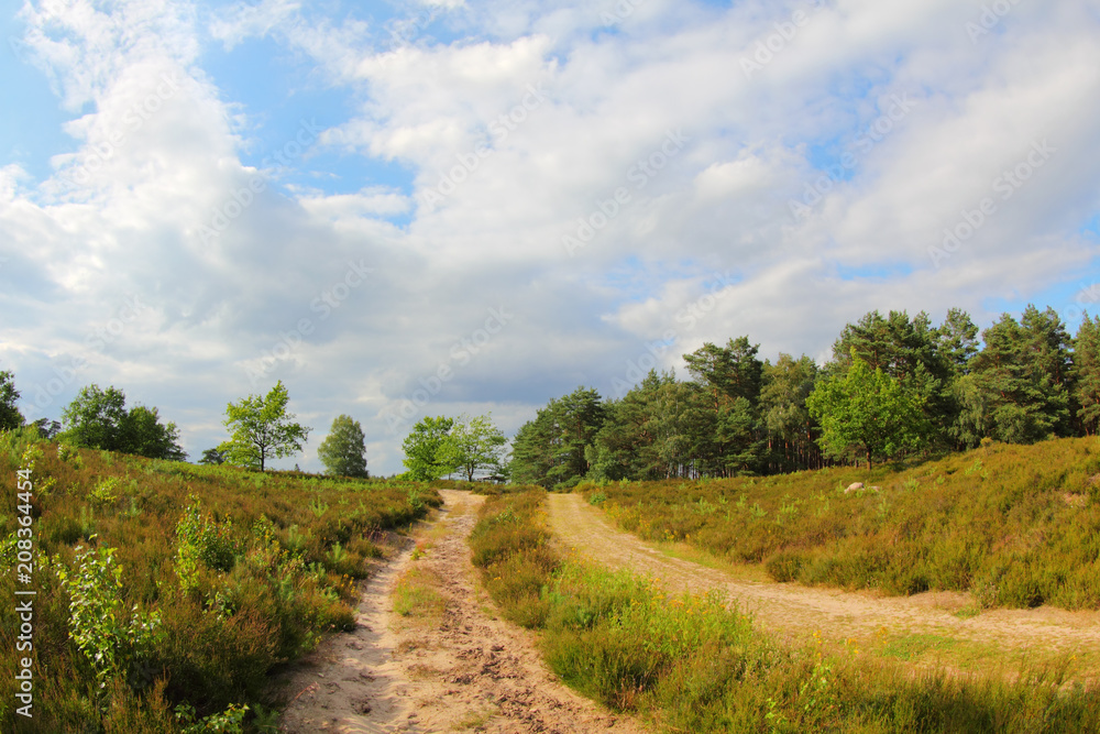 Romantic nature and forest path in the Lüneburg Heath, Northern Germany.