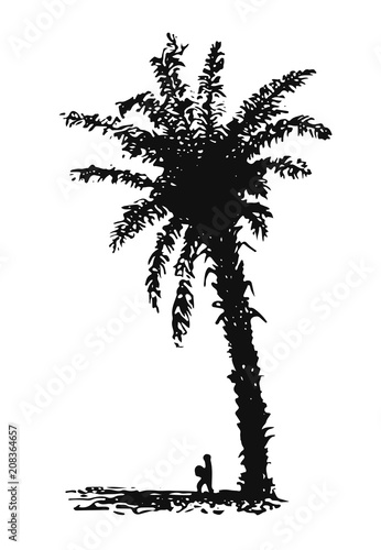 Oil Palm - Elaeis #vector #isolated - Ölpalme photo