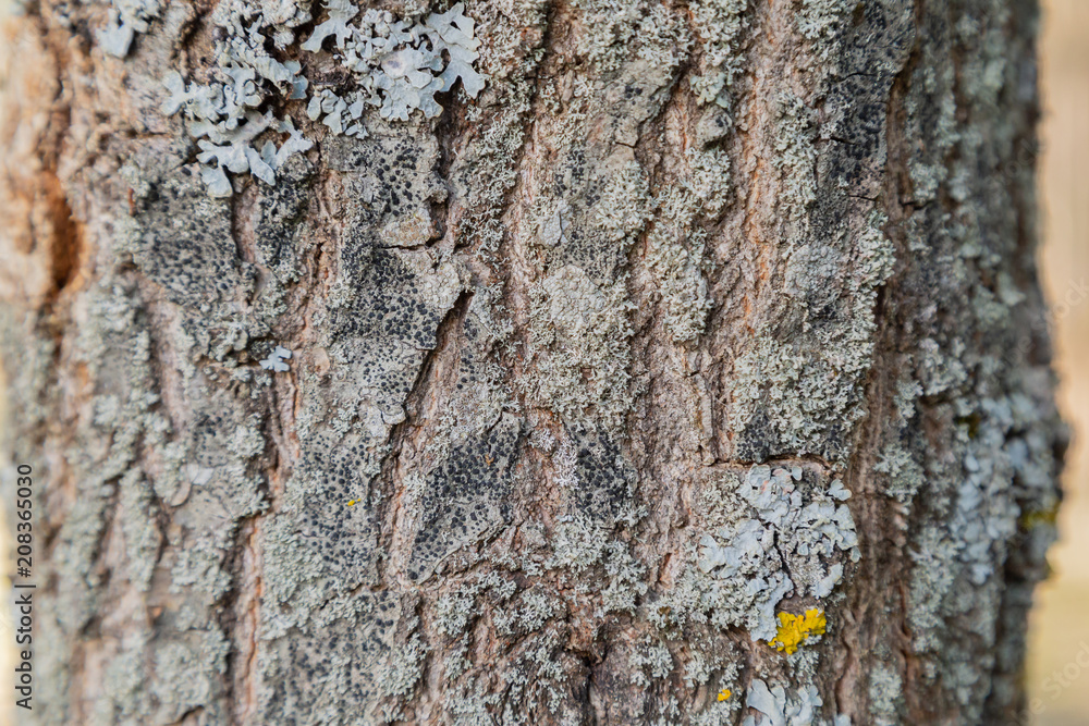 Bark of a tree close-up, crust texture. Bark of a tree close-up, crust texture.