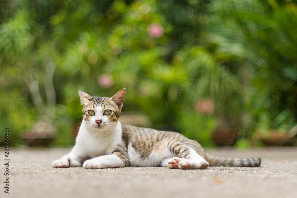 cat Thai 3 color cat Thai 3 color