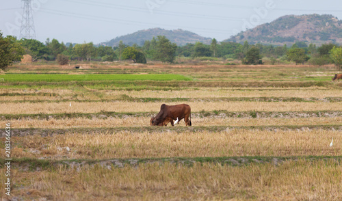 Cow grazing on the field in vietnamese countryside captured from a passing train on the route from Hue to Cho Chi Minch City.