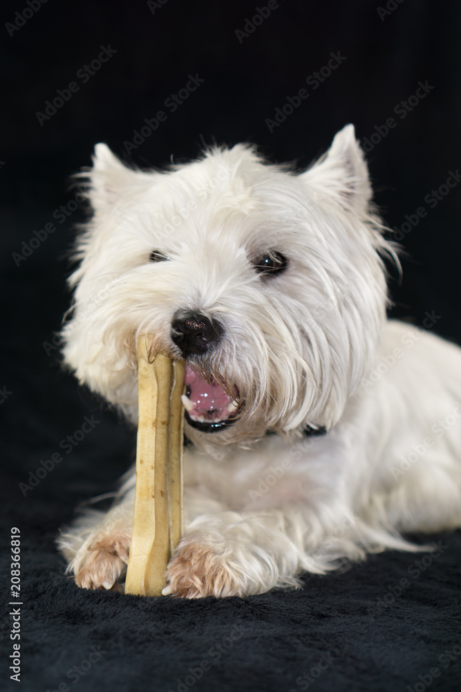West Highland White Terrier with a chewing bone, black background and copy space