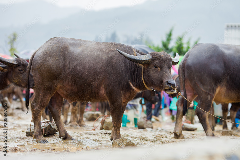 Vietnamese water buffalo for sale at Bac Ha Sunday market in Vietnam. Bac Ha is hilltribe market where vietnamese people come to trade or buy in Lao Cai province. Vietnamese water buffalo for sale at Bac Ha Sunday market in Vietnam. Bac Ha is hilltribe market where vietnamese people come to trade or buy in Lao Cai province.