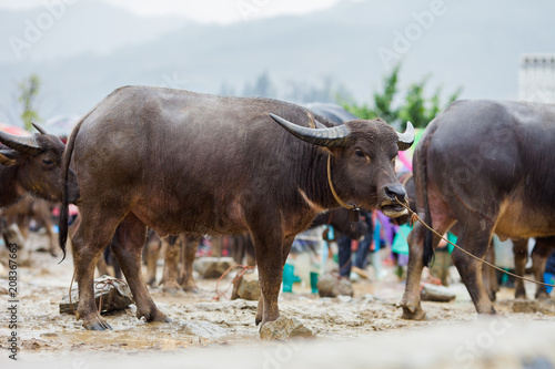 Vietnamese water buffalo for sale at Bac Ha Sunday market in Vietnam. Bac Ha is hilltribe market where vietnamese people come to trade or buy in Lao Cai province.