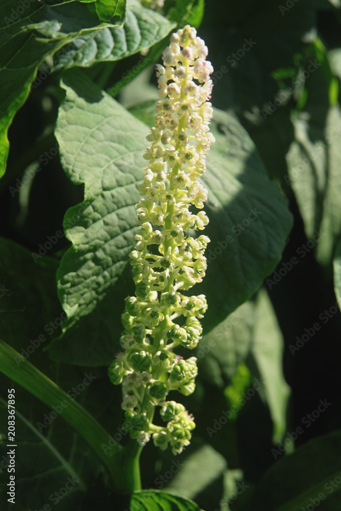 white flowers of Phytolacca americana plant white flowers of Phytolacca americana plant