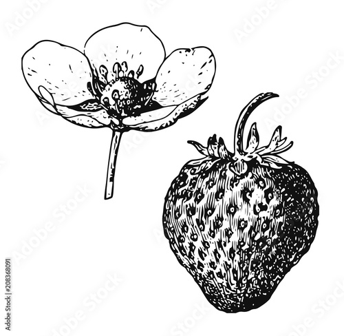 Strawberry Flower #vector #isolated - Erdbeere Blüte