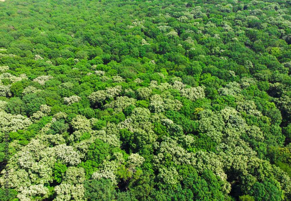 beautiful green forest, aerial view