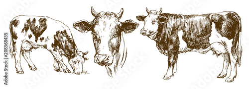 Cows, hand drawn set.