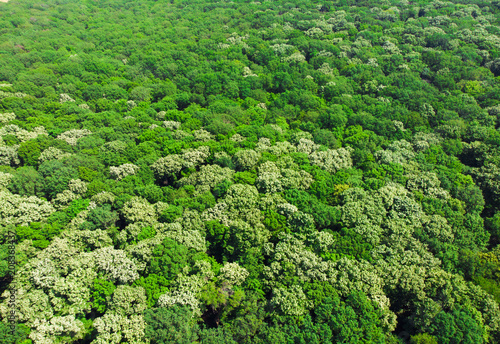 beautiful green forest, aerial view