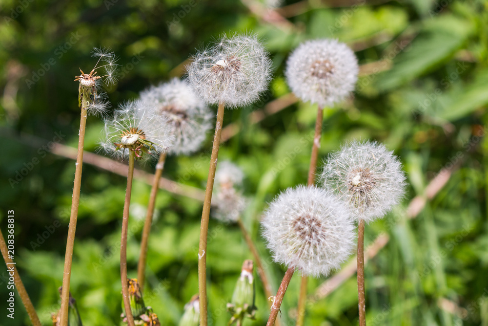 Stems and fluffy seed heads of dandelion close-up Stems and fluffy seed heads of dandelion close-up