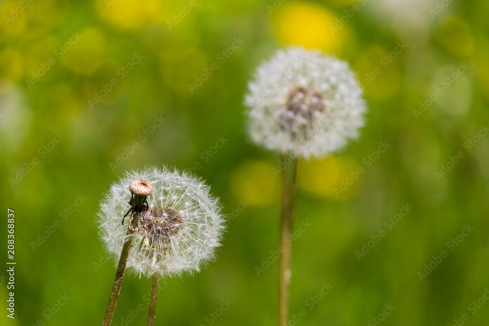 Stems and fluffy seed heads of dandelion close-up. Focus on the left. Stems and fluffy seed heads of dandelion close-up. Focus on the left.