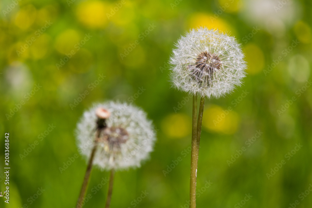 Stems and fluffy seed heads of dandelion close-up. Focus on the right.