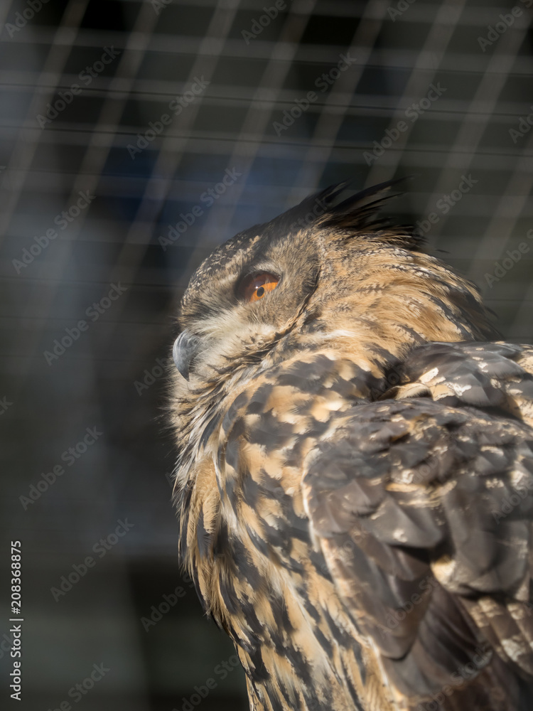 Obraz premium An owl is sitting in the sun in the enclosure