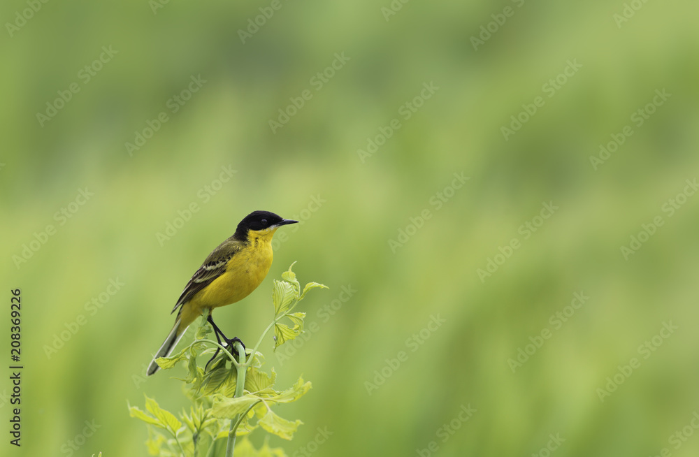Naklejka premium Yellow Wagtail on spring branch, against a background of tender spring grass ...