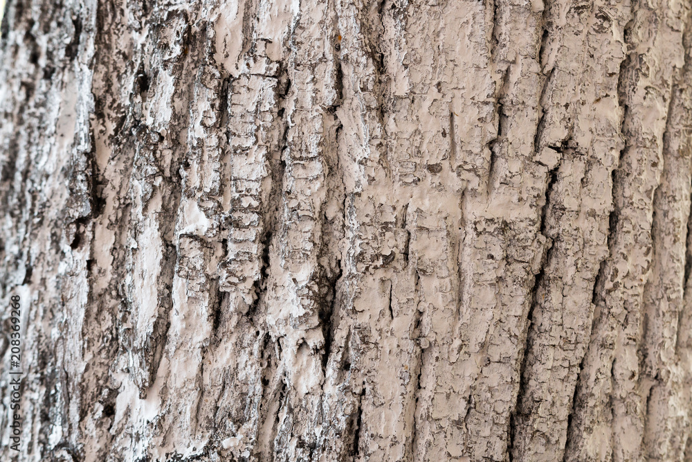 Bark of a tree close-up, crust texture. Bark of a tree close-up, crust texture.