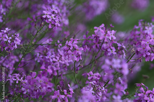 Spring pouring rain and wet wild lilacs ...