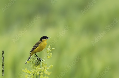 Yellow Wagtail on spring branch, against a background of tender spring grass ...