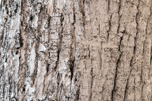 Bark of a tree close-up, crust texture.