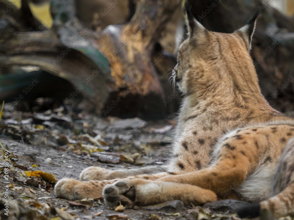 Obraz premium A beautiful lynx lies in the forest
