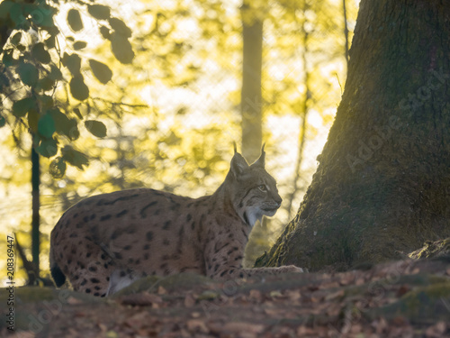 A beautiful lynx lies in the forest