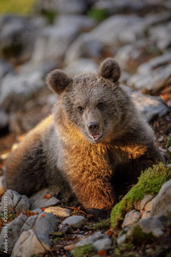 Naklejka premium Slovenian brown bear cub