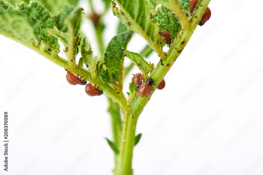 Obraz premium Young Colorado beetle eats potato leaves - isolated on white background. Colorado beetle eats a potato leaves young. Pests destroy a crop in the field. Parasites in wildlife and agriculture.