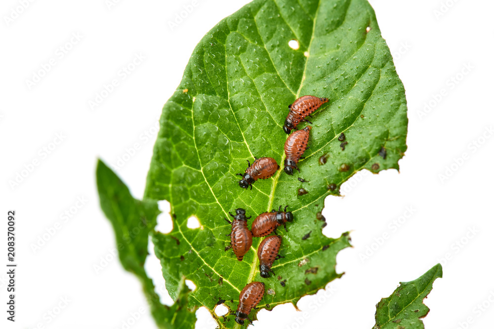 Young Colorado beetle eats potato leaves - isolated on white background. Colorado beetle eats a potato leaves young. Pests destroy a crop in the field. Parasites in wildlife and agriculture. Young Colorado beetle eats potato leaves - isolated on white background. Colorado beetle eats a potato leaves young. Pests destroy a crop in the field. Parasites in wildlife and agriculture.