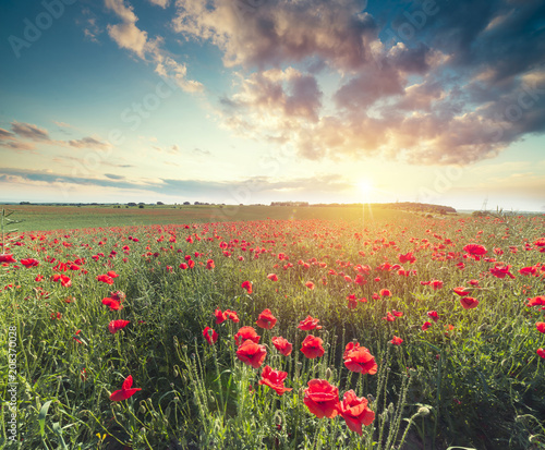green and red beautiful poppy flower field background