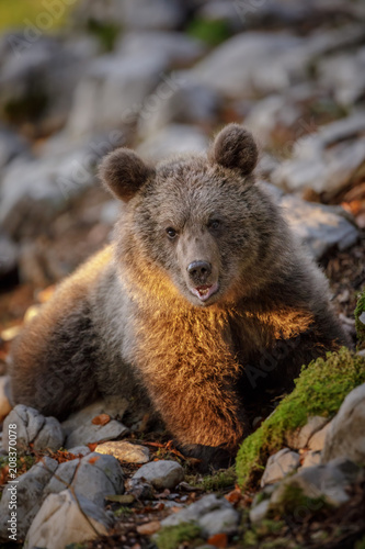 Slovenian brown bear cub