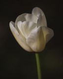 White Tulip in Low Sunlight