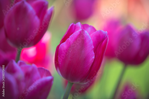 Pink tulips outdoors single focus