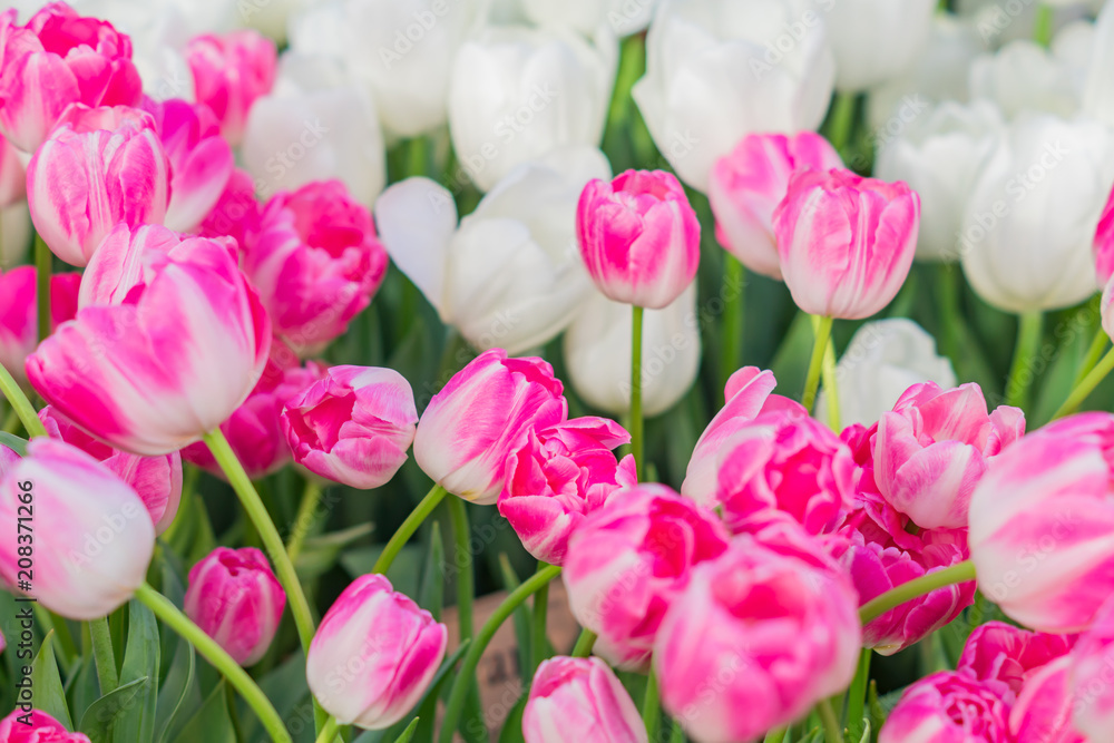 field of blooming multicolored tulips, spring flowers in the garden