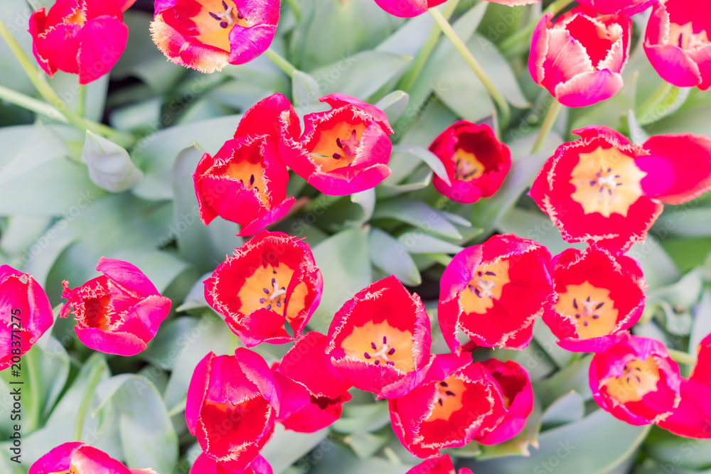field of blooming multicolored tulips, spring flowers in the garden field of blooming multicolored tulips, spring flowers in the garden