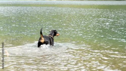 Two energetic purebred German Pinscher dogs playing and swiming in a cold mountain lake retrieving  toys.
