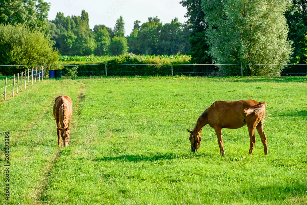Beautiful chestnut horses grazing in a spring meadow Beautiful chestnut horses grazing in a spring meadow