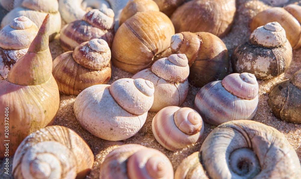 Sea shells pile. Nature shell fossils summer background