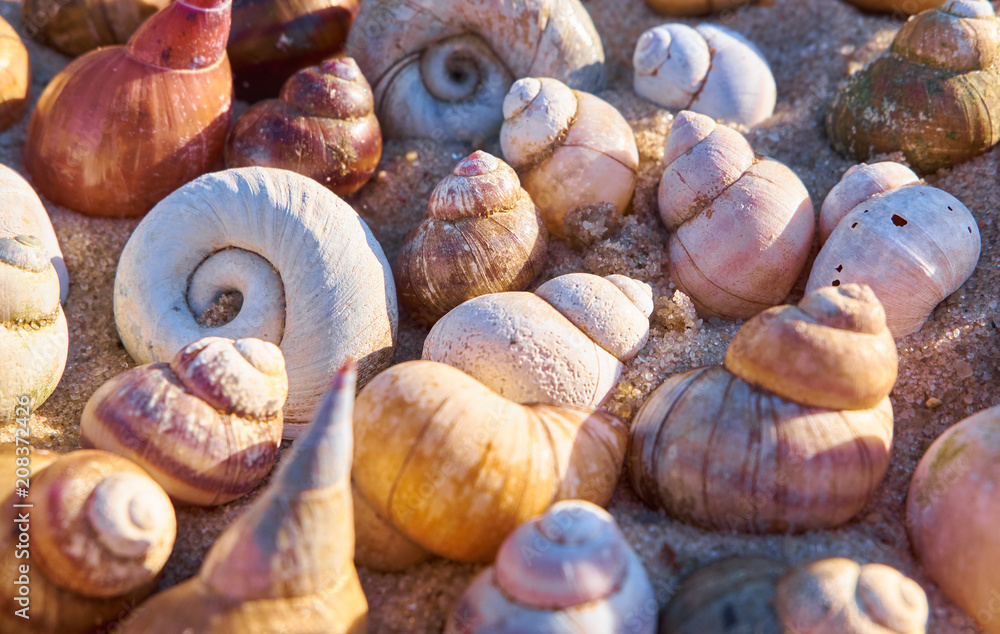 Summer composition made of seashells Summer composition made of seashells